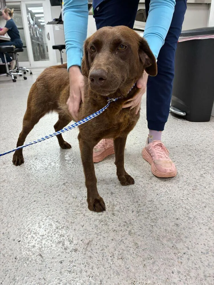 Remi