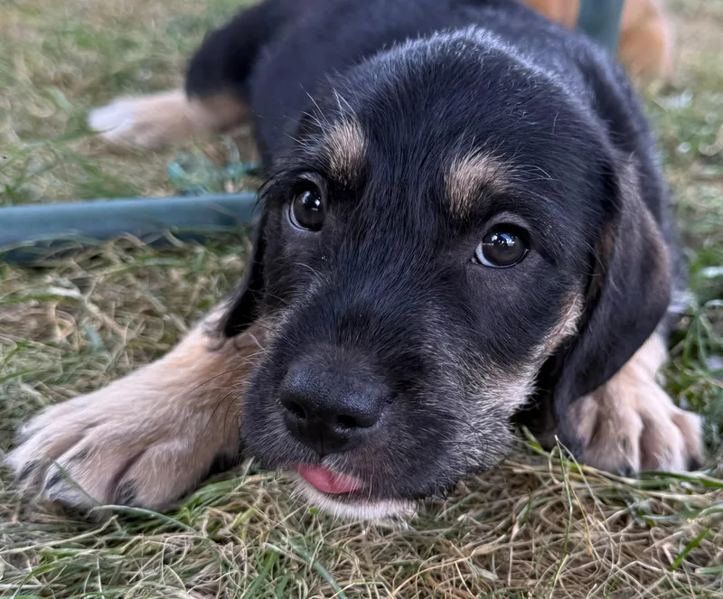 Java