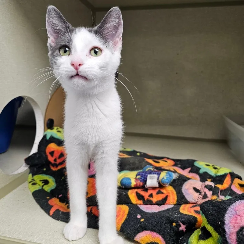 A baby small-sized female White Domestic Short Hair cat named Zurri for adoption in Monroe, MI
