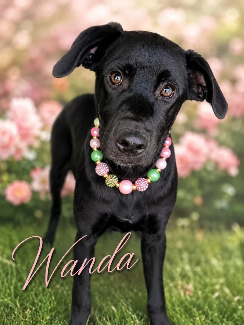 Wanda.......wants To Meet You! thumbnail 3