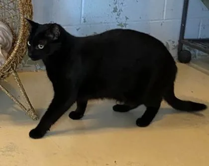 An adult large-sized male Domestic Short Hair cat named Jenkins for adoption in Conway, SC