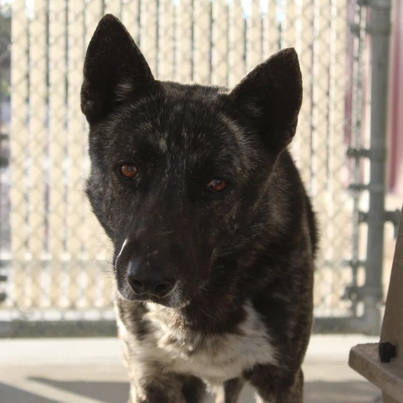 Ralphie [commensal Dog] [solo] thumbnail 2