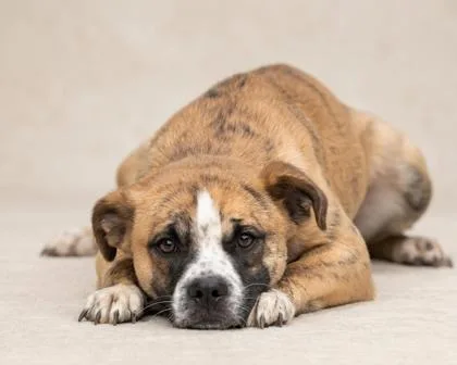 A baby large-sized male Black Mixed Breed dog named Marley for adoption in Bedford, IN