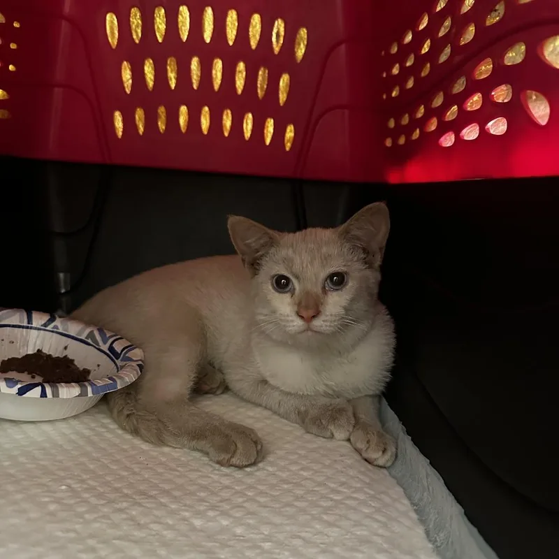 A baby small-sized female Buff / Tan / Fawn Domestic Short Hair cat named Isa for adoption in Oakton, VA