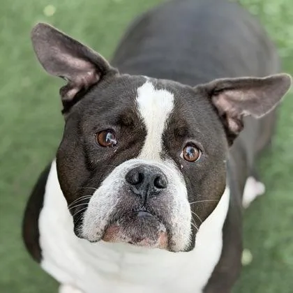 An adult large-sized male Black Bulldog dog named Big Boi for adoption in Sacramento, CA