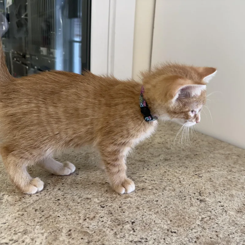 A baby medium-sized female Tabby (Orange / Red) Domestic Short Hair cat named Pumpkin Spice for adoption in La Crescent, MN