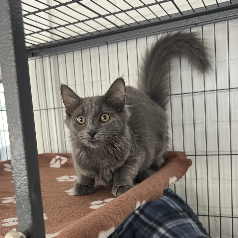 A baby small-sized female Domestic Long Hair cat named Bailey for adoption in Altoona, PA
