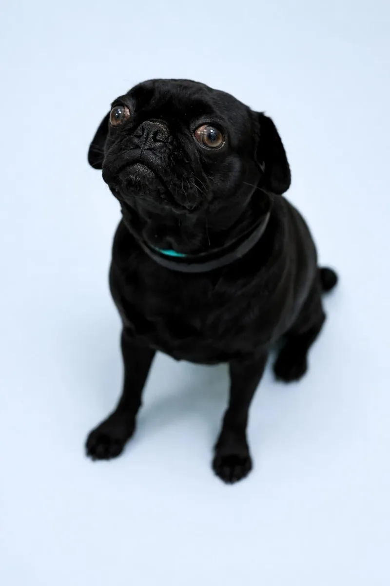 Lucy