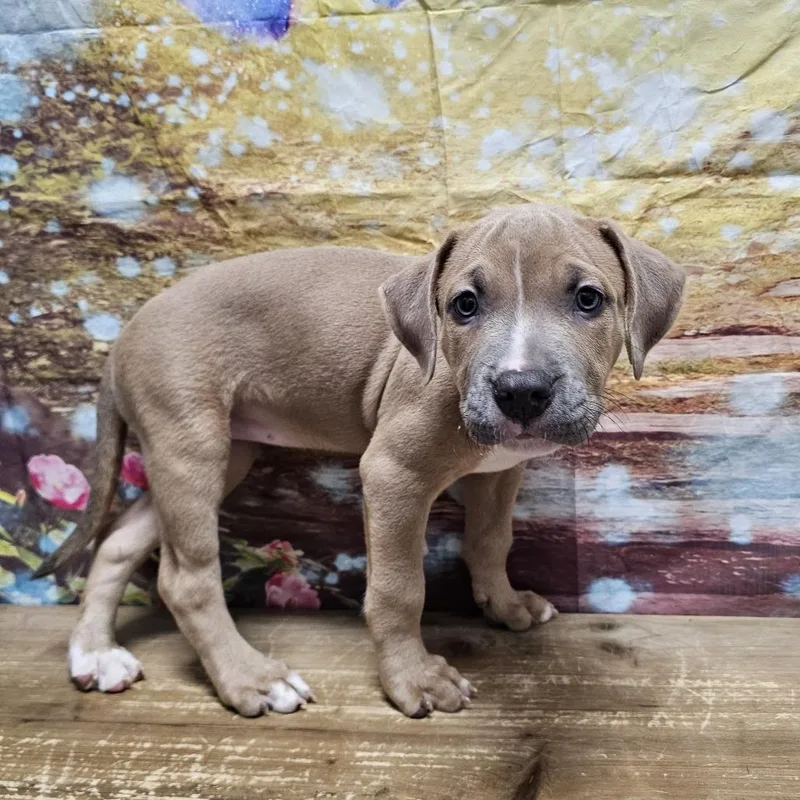 A baby medium-sized female Brown / Chocolate Boxer dog named Vega for adoption in Normal, IL