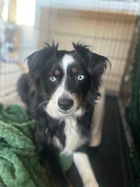 Oscar