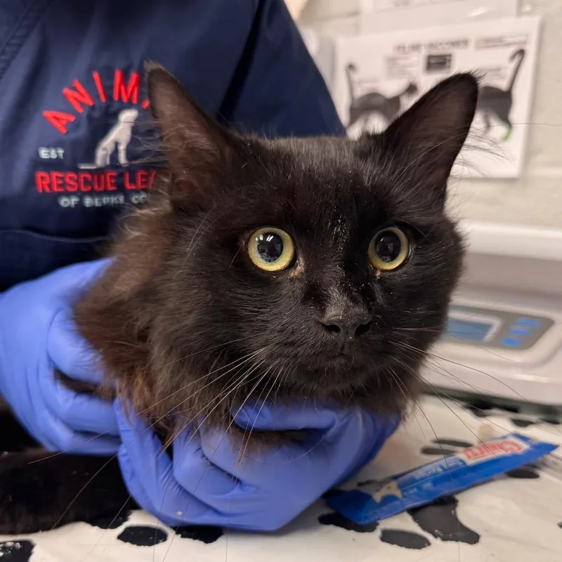 An adult large-sized male Domestic Medium Hair cat named Salem for adoption in Birdsboro, PA