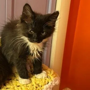 A baby small-sized female Black Domestic Long Hair cat named Willow for adoption in Hailey, ID