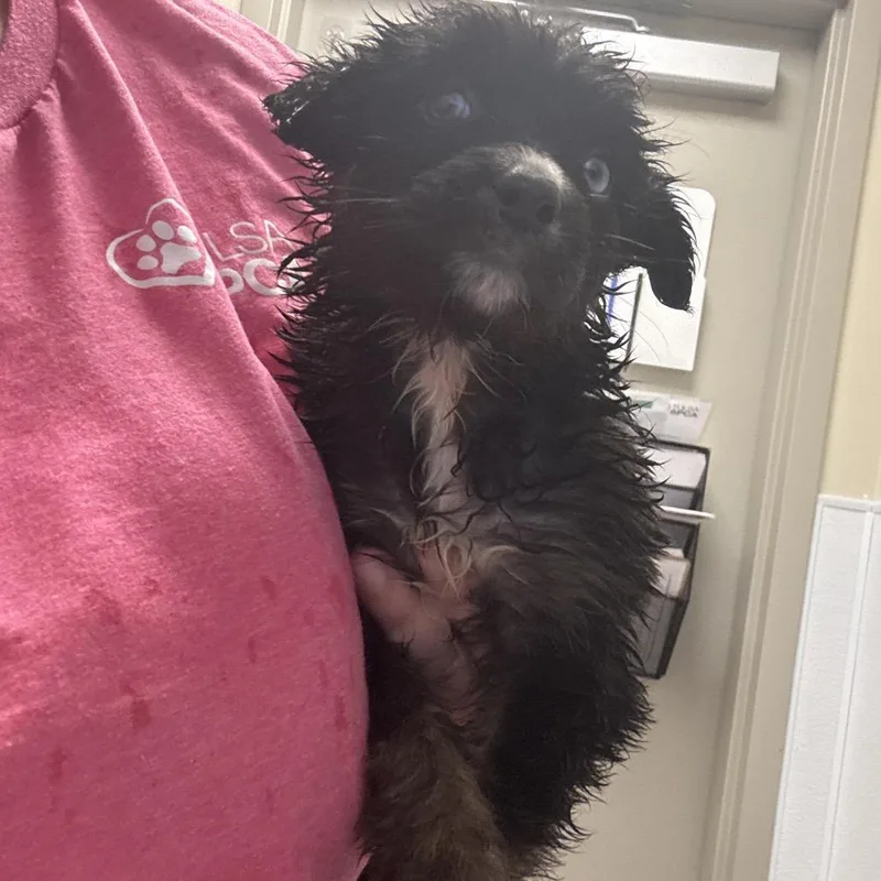 Mary Puppins thumbnail 2