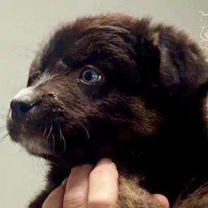 Mary Puppins thumbnail 3