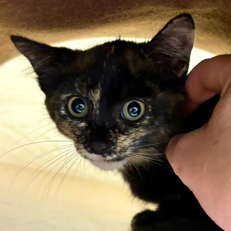 Juno
