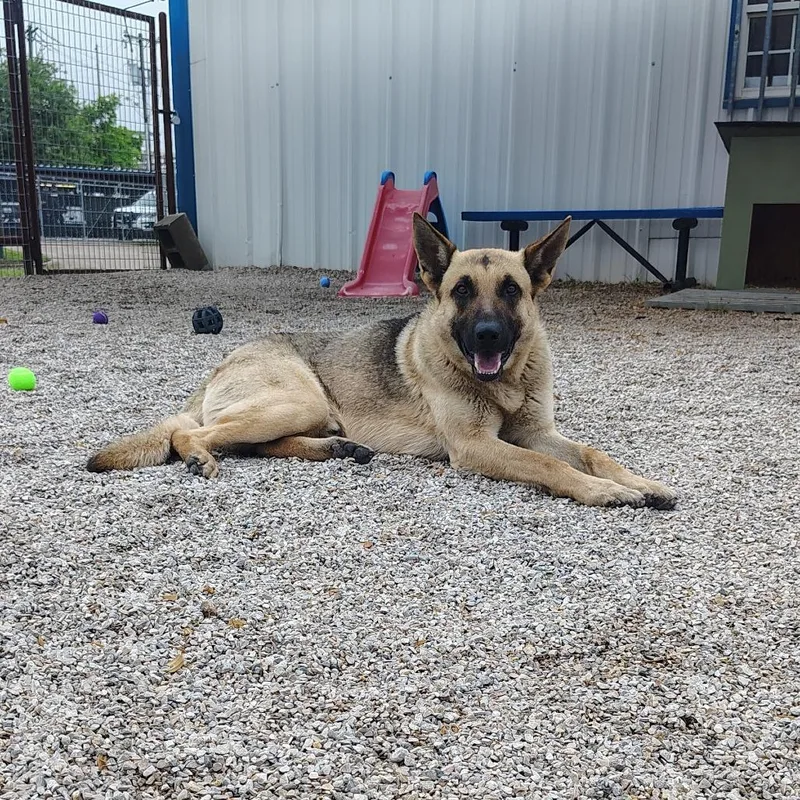 An adult large-sized male Yellow / Tan / Blond / Fawn German Shepherd Dog dog named Colonel for adoption in Springtown, TX