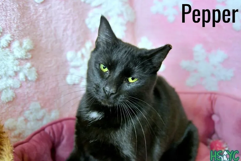 Pepper