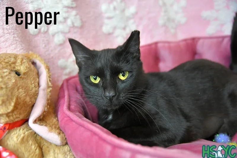 Pepper thumbnail 2