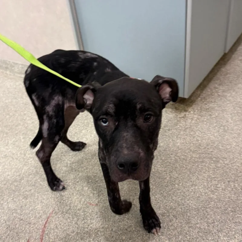 An adult medium-sized male Black Mixed Breed dog named Chase for adoption in Jacksonville, FL