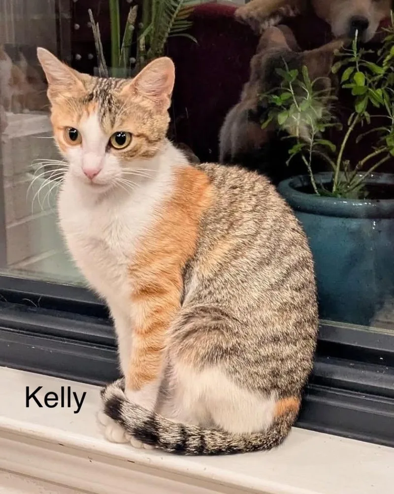 A baby medium-sized female Domestic Short Hair cat named Kelly for adoption in Spring, TX