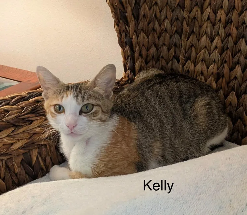 Kelly thumbnail 2