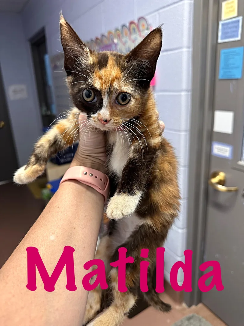 Matilda