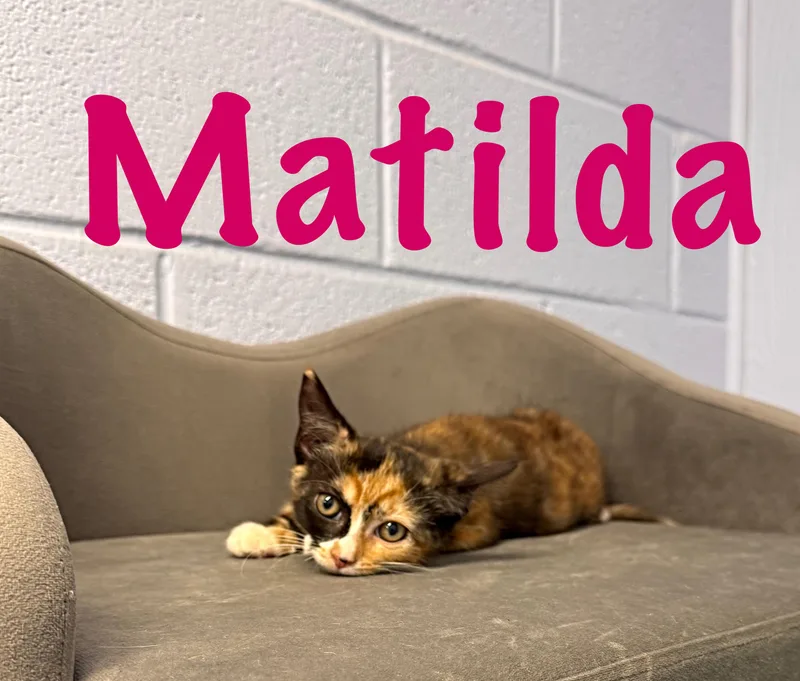 Matilda thumbnail 2