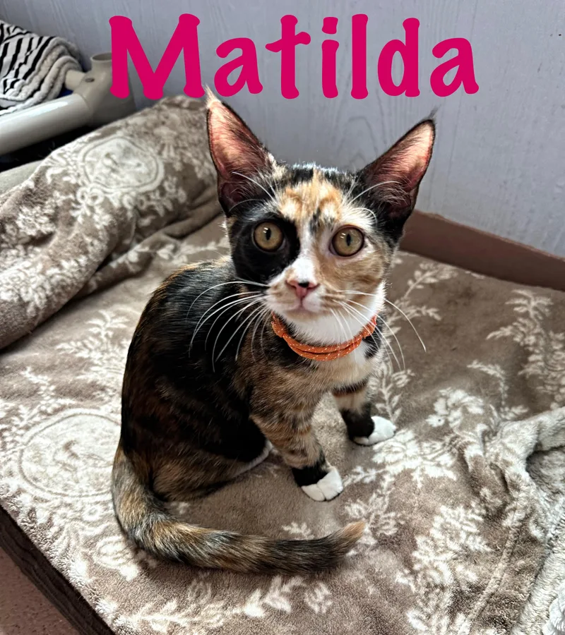Matilda thumbnail 4