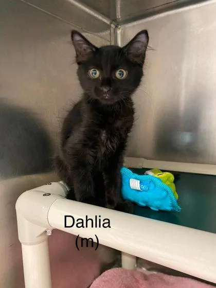 A baby small-sized male Domestic Short Hair cat named Dahlia for adoption in Hobart, IN