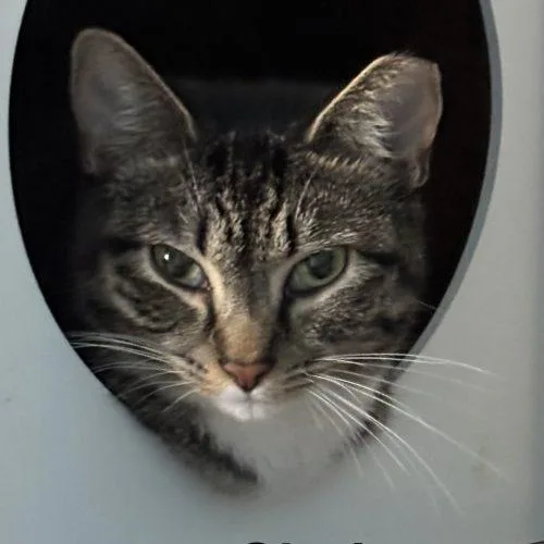 A young medium-sized female Tabby (Brown / Chocolate) Domestic Short Hair cat named Gloria for adoption in Seven Valleys, PA