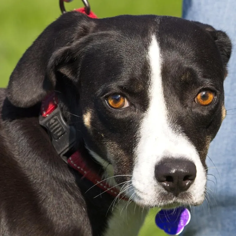 An adult medium-sized female Black Hound dog named Junie B for adoption in South Elgin, IL