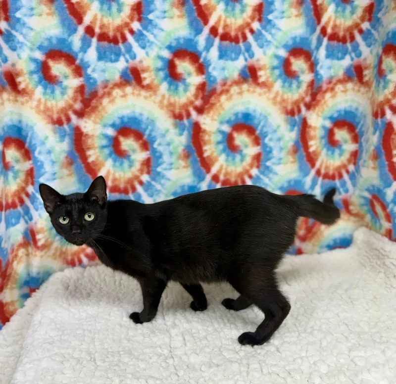 An adult medium-sized male Black Domestic Short Hair cat named Blackie for adoption in Upper Sandusky, OH