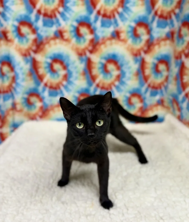 Blackie thumbnail 2