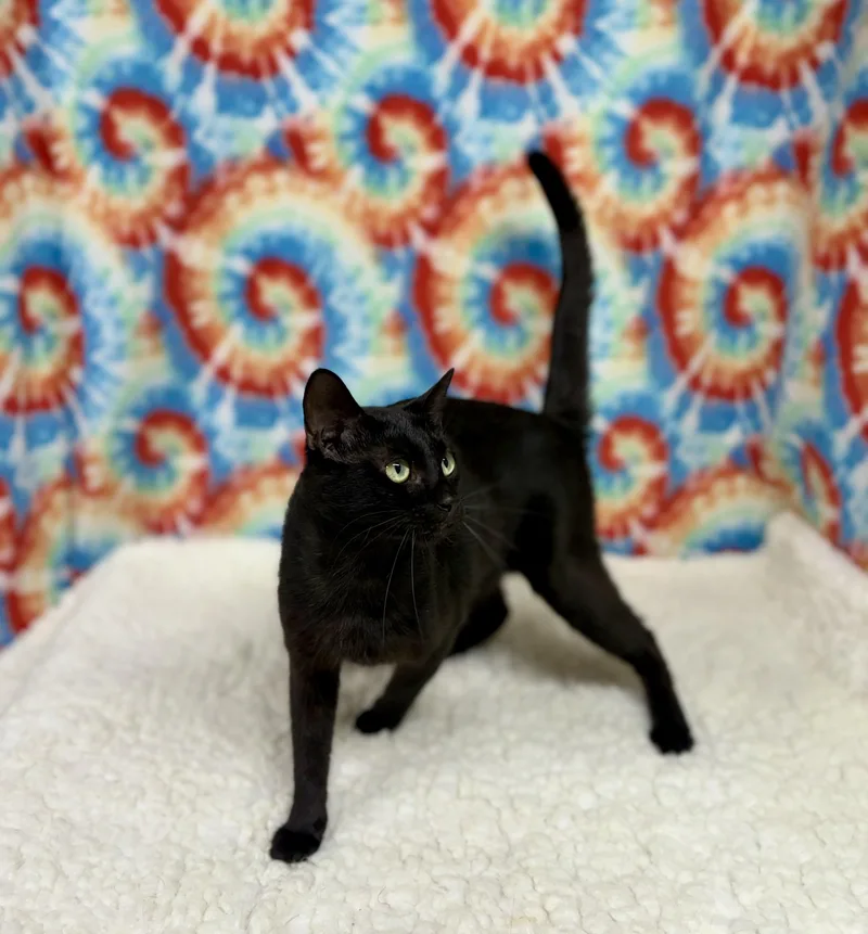 Blackie thumbnail 3