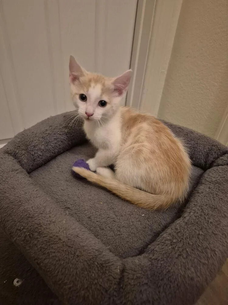 A baby small-sized male Orange & White Domestic Short Hair cat named Denny for adoption in Lancaster, CA