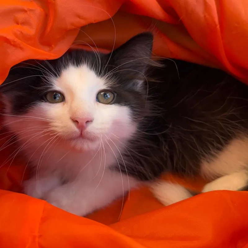A baby small-sized male Domestic Medium Hair cat named Bert for adoption in East Smithfield , PA