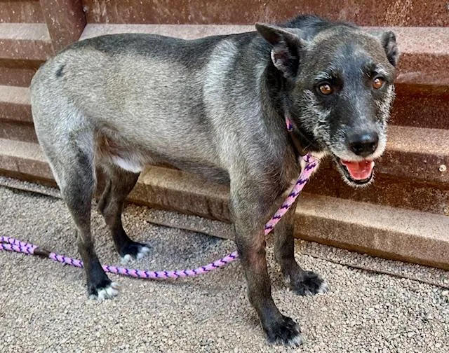 An adult medium-sized male German Shepherd Dog dog named Paco for adoption in Tucson, AZ