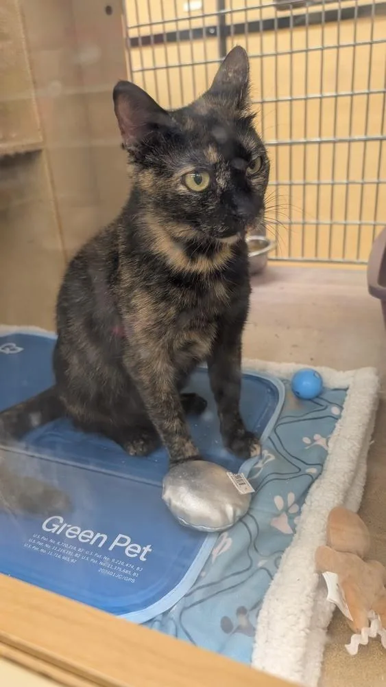 An adult small-sized female Domestic Short Hair cat named Delilah for adoption in Parker, CO