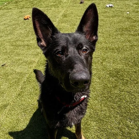 Yoda