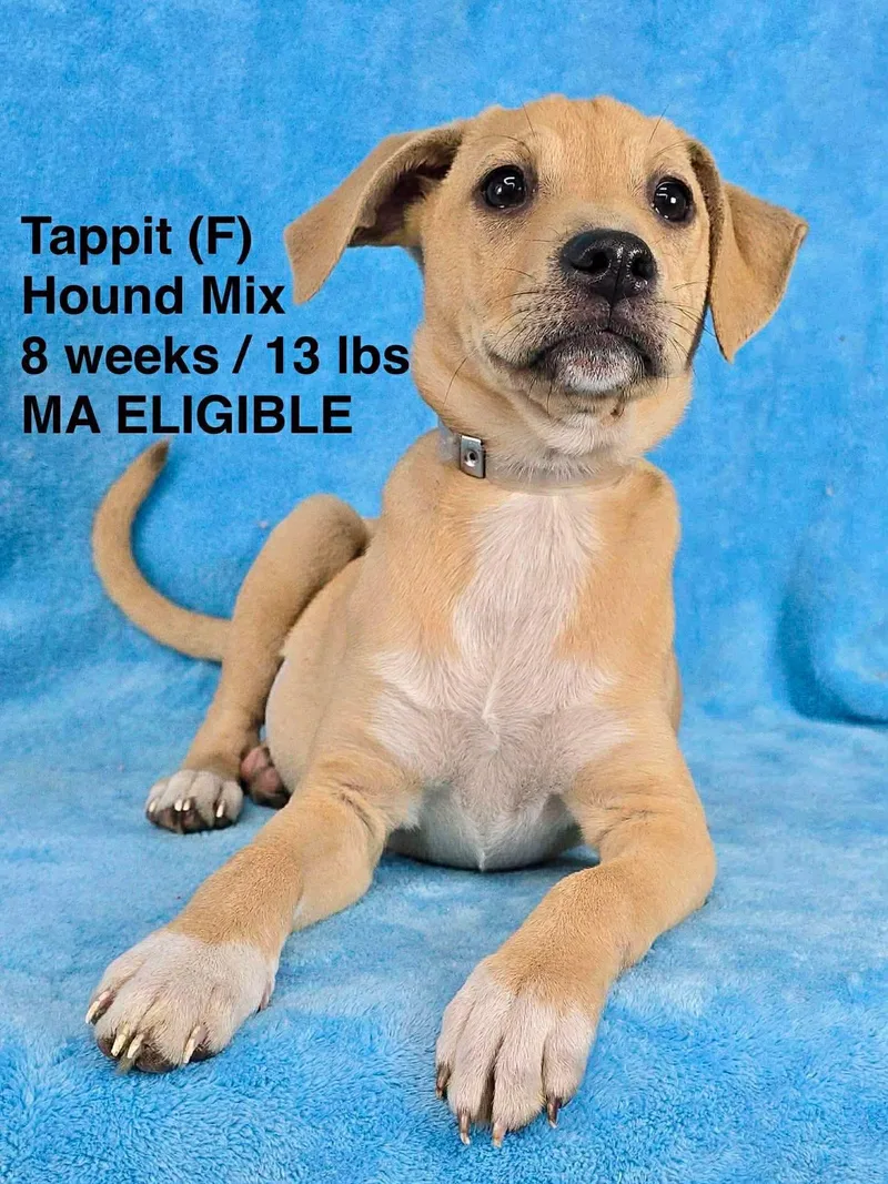 A young large-sized female Hound dog named Tapit for adoption in Pomfret Center, CT