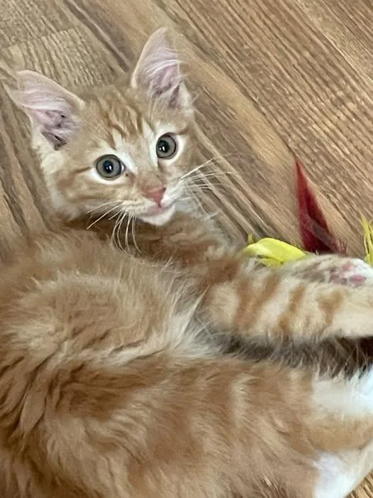 A baby medium-sized male Orange & White Domestic Long Hair cat named Jarvis for adoption in Concord, NC