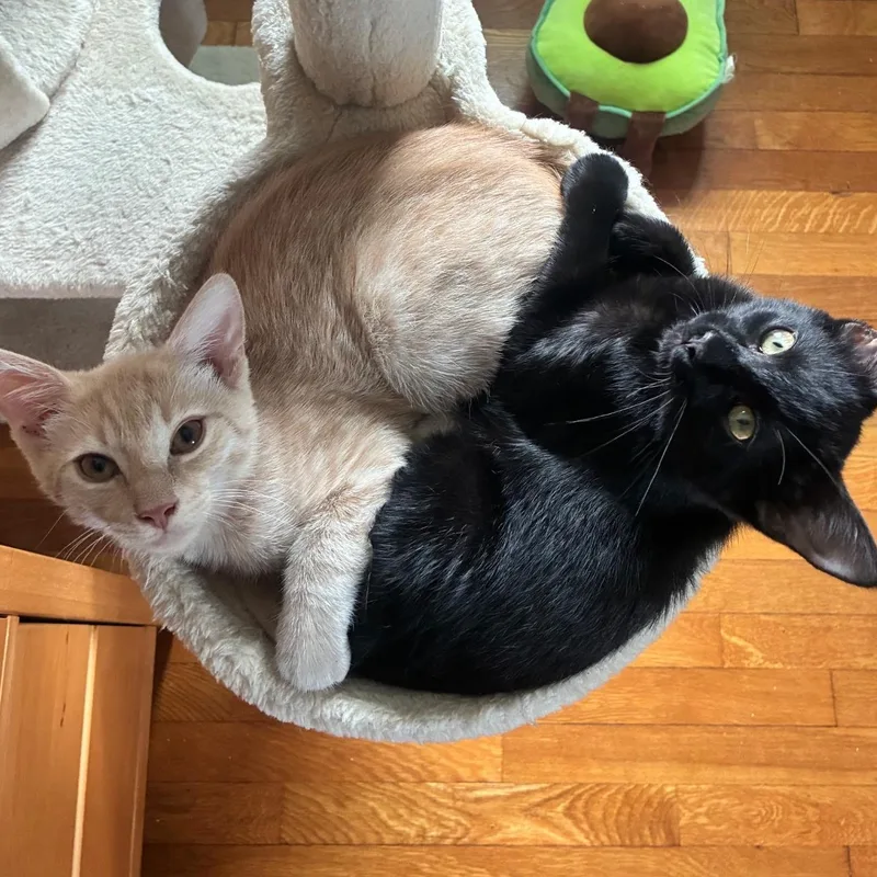 A baby medium-sized male Domestic Short Hair cat named Anonymous & Extra Extra for adoption in Warwick, RI