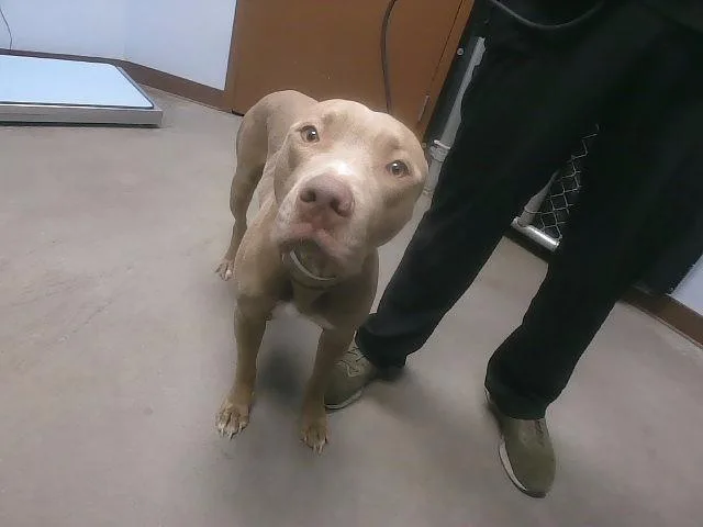 An adult large-sized male Pit Bull Terrier dog named Bert for adoption in Phoenix, AZ