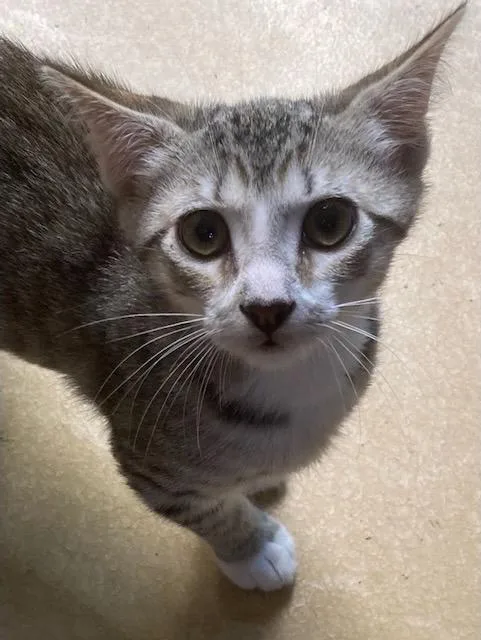 A baby medium-sized male Domestic Short Hair cat named Bahamas for adoption in Youngsville, NC