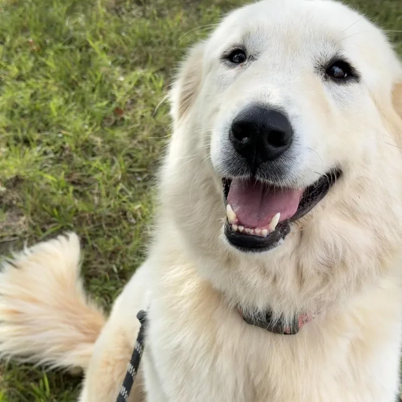 An adult large-sized female White / Cream Great Pyrenees dog named Autumn for adoption in Falls Church, VA