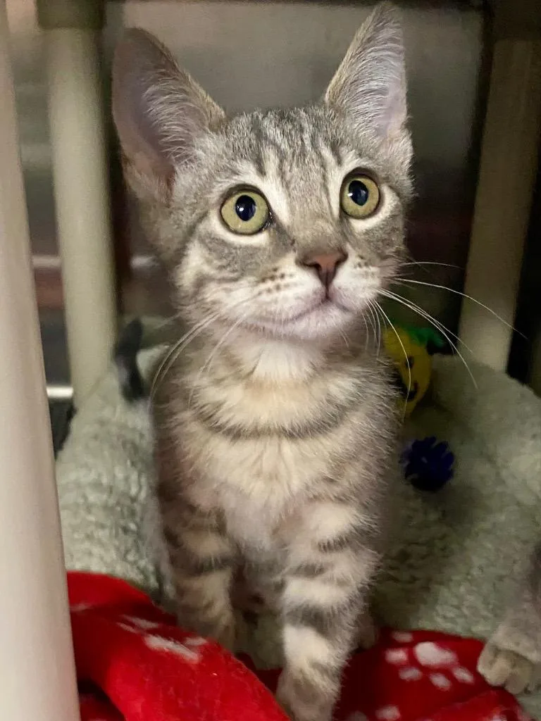 A baby medium-sized male Domestic Short Hair cat named Moof for adoption in Chico, CA