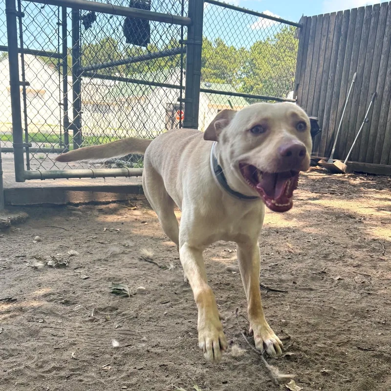 A young medium-sized male Mixed Breed dog named Harlan for adoption in Brookhaven, NY