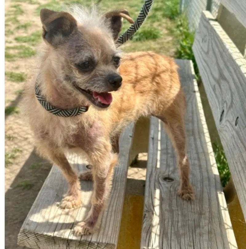 An adult small-sized female Yellow / Tan / Blond / Fawn Terrier dog named Turtle for adoption in West Valley, UT