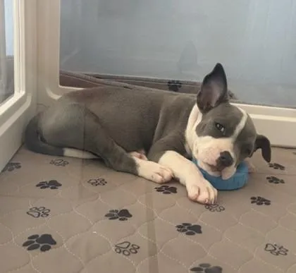 A baby small-sized female Pit Bull Terrier dog named Maisie for adoption in Honolulu, HI