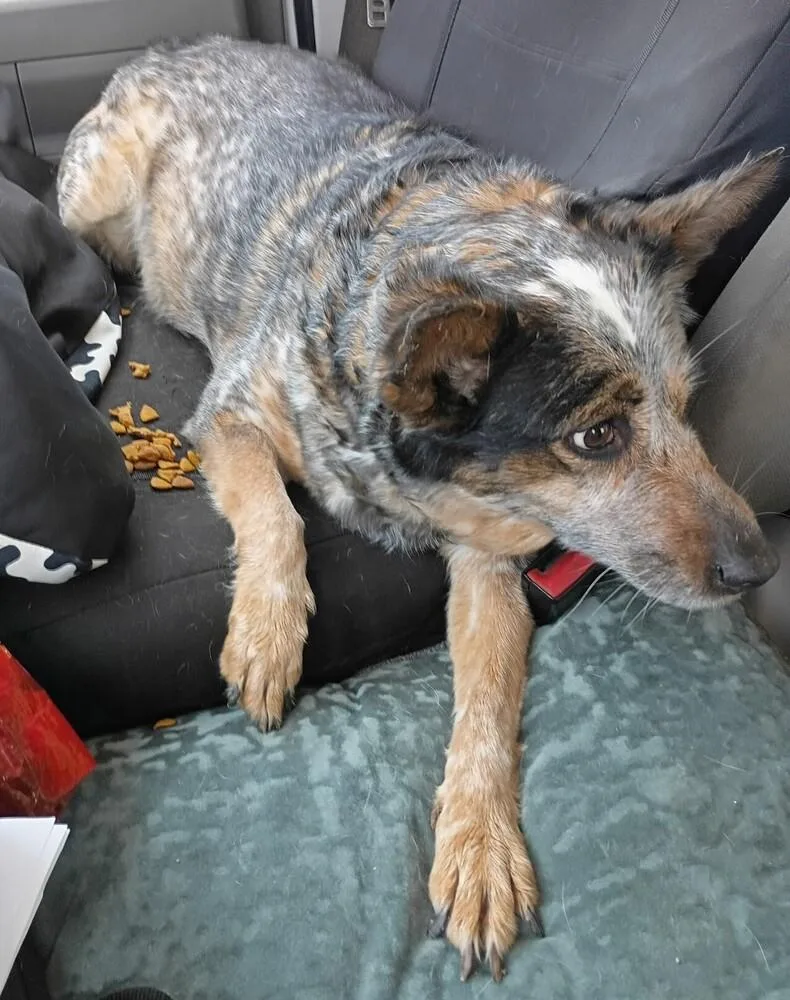 Gracie